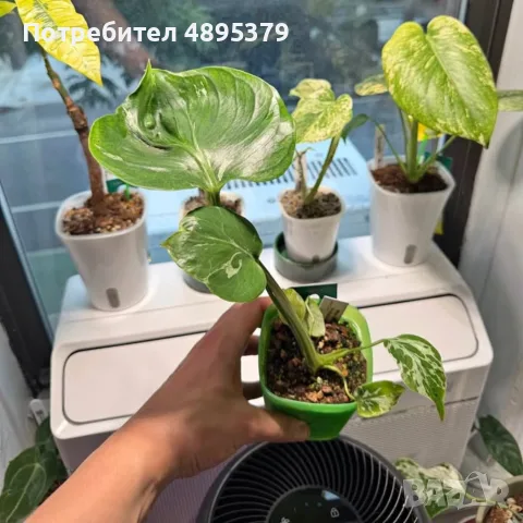 Добре вкоренена "Monstera Bulbasaur Variegata", снимка 3 - Стайни растения - 55395600