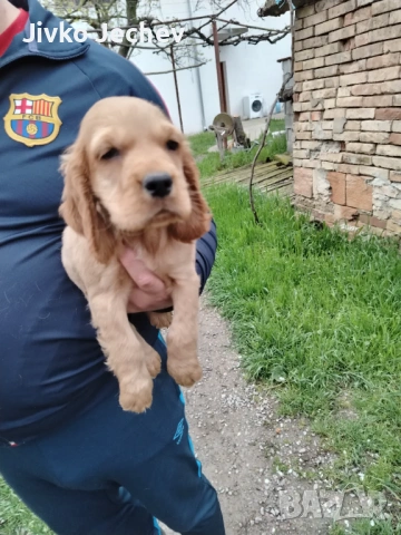 Кокер Шпаньол , снимка 3 - Кокер шпаньол - 54282865