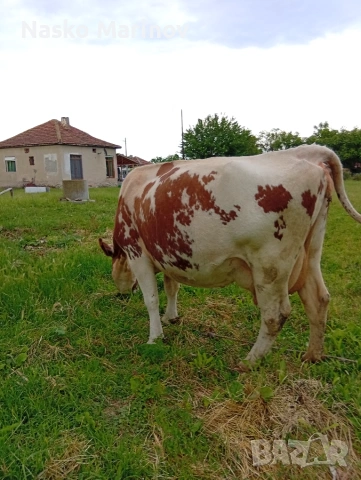 Крави телета, снимка 7 - Крави - 55007150