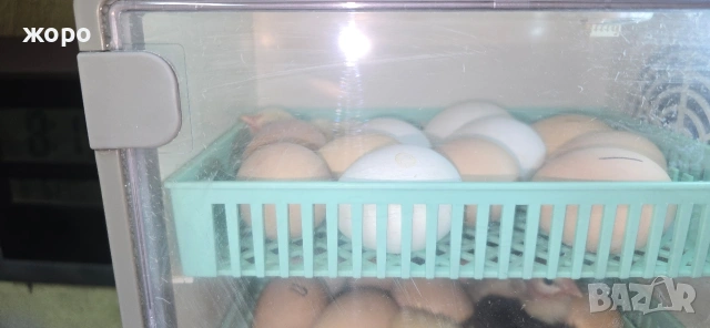 малък инкобатор, снимка 4 - Хладилници - 54035949