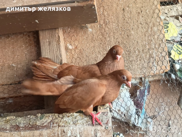 Старозагорски арапи и лимони