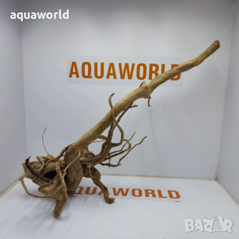 Корен Азалия 14