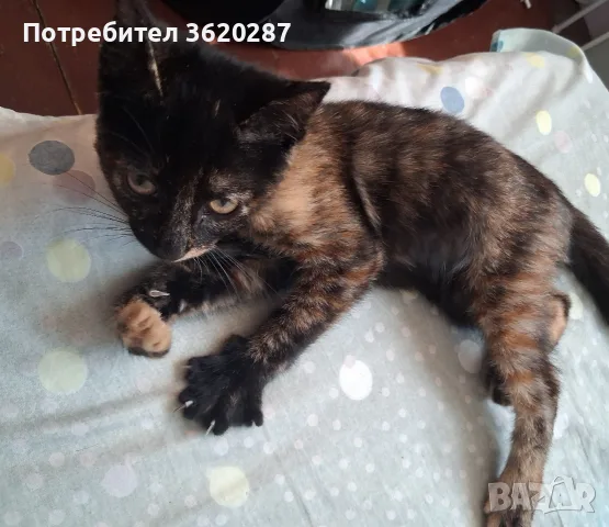 Бездомно женско коте, снимка 2 - Други - 55446529
