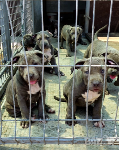 ТОП Американско були хл American bully xl ABKC