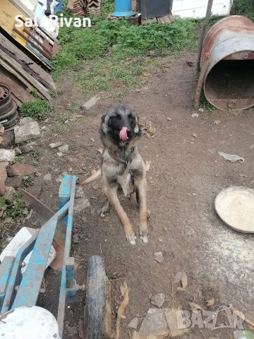 женско на 10 месеца , снимка 5 - Белгийска овчарка - 54055037