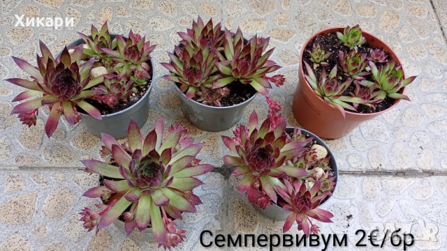 Семпервивум - дебелец / Делосперма / Ешеверия 