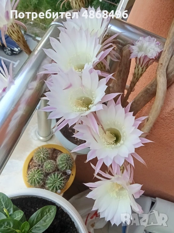 Кактус 