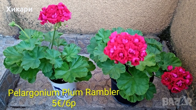 Сортово мушкато Pelargonium Plum Rambler 