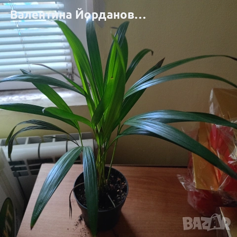 стайни цветя , снимка 4 - Стайни растения - 54590866