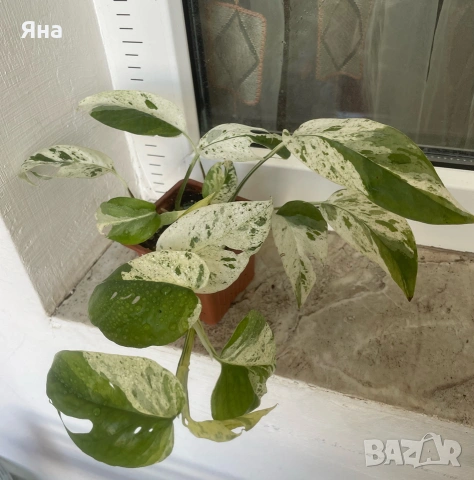 Epipremnum Pinatum Marble