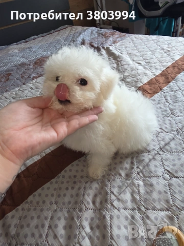 Чистокръвна малтийска болонка на четири месеца момченце