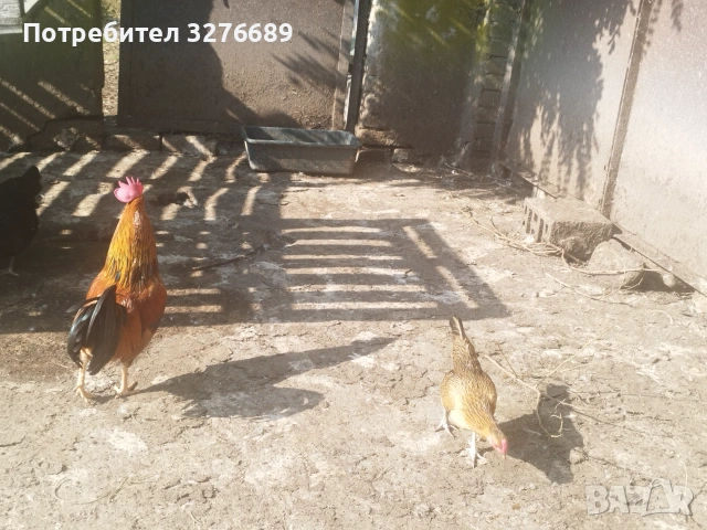 Продавам пилета от декоративна кокошка, снимка 3 - Кокошки и пуйки - 55008594