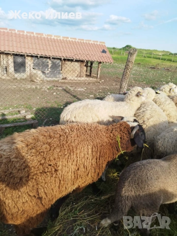 продавам коч и овца за клане, снимка 7 - Овце - 54640881