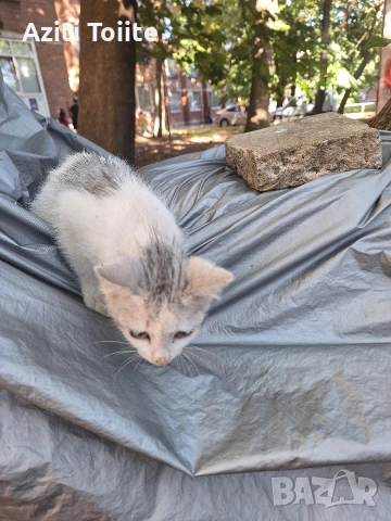 малко коте улична порода