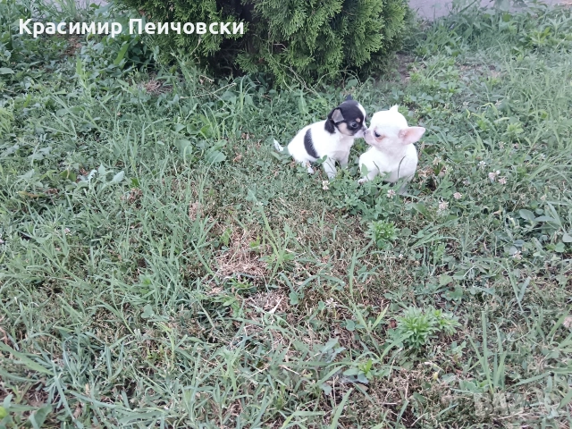продавам чихуахуа. , снимка 3 - Чихуахуа - 55244163