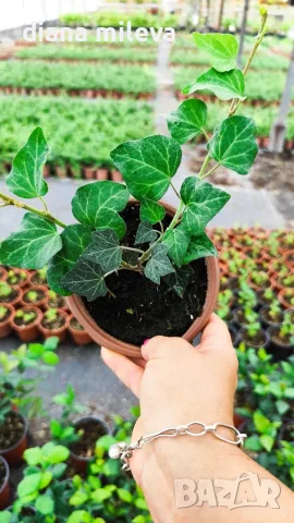 Обикновен бръшлян (hedera helix), студоустойчив, снимка 6 - Градински цветя и растения - 48092539
