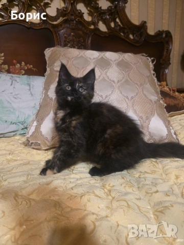 Мейн куун котета