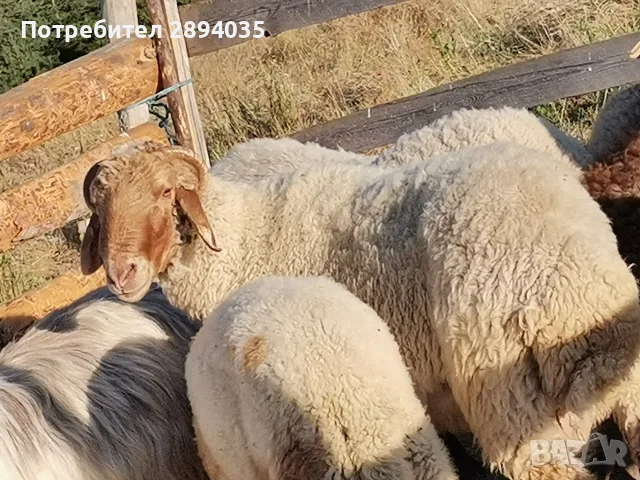 овце коч агнетаа, снимка 5 - Овце - 55482382
