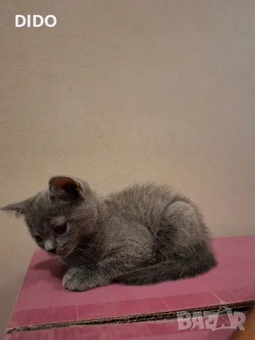 Британско Късокосместо коте , снимка 3 - Британска късокосместа - 55533921