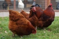 Заменяме изброените нови продукти , за изброените птици и др., снимка 13