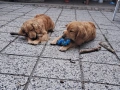 Продавам кокер шпаньоли, снимка 2
