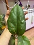 Hoya Хоя Elephant , снимка 3