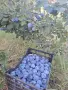 Продаваме сини сливи, снимка 3