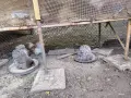 продавам яйца за лупене от мини кохин, снимка 2