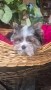 Biewer terrier , снимка 1