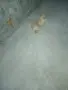 Mini Pomeran sladyri, снимка 4