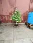Бонсай заготовка бяла Бреза , снимка 12