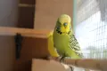 папагали изложените двойка, снимка 2