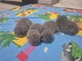 Британска Късокосместа бебета, снимка 2
