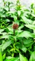 Лобелия Скарлет, Lobelia speciosa Starship Scarlet, студоустойчива и многогодишна, снимка 4