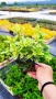 Османтус Гошики, Osmanthus heterophyllus Goshiki, снимка 9