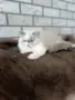 Персийско коте 😻💙, снимка 1