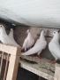 Пощенски, снимка 3