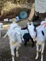 Спешно продавам стадо кози, снимка 4