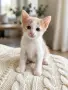 Подаряват се котенца, снимка 2