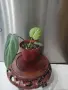 Филодендрон 'Глориозум Зебра' / Philodendron gloriosum zebra, снимка 6