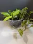 Епипремнум 'Марбел Квин'/'Marble Queen' и епипремнум 'Неон'/'Neon' , снимка 3