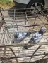 Продавам      типлери, снимка 3