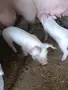 Малки прасенца 20/25 кг , снимка 2
