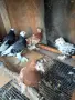 Гълъби демкежи топ качество , снимка 8