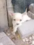 мъжки чихуахуа търсят своя нов дом, снимка 1