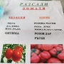 Продавам качествен разсад домати и краставици, от дългогодишен производител! , снимка 11