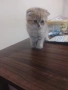 продавам шотландски клепоухи котета мъжки, снимка 9