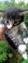 Подарявам котета, снимка 4