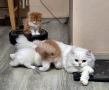 Ангорска котка-женска, снимка 2