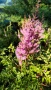 Астилбе, Astilbe, многогодишно за сянка!!, снимка 9